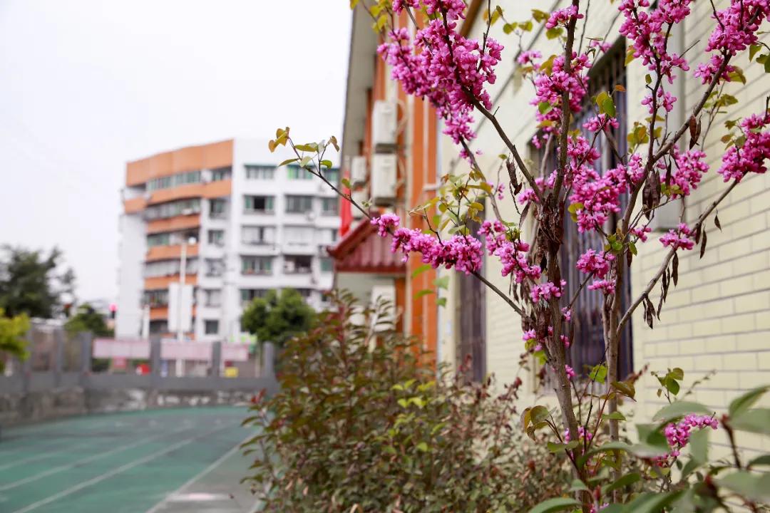 我把德阳市的校园春天寄给你