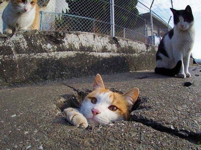 猫是不是液体动物 (戴伊丽莎白圈猫胡子会长长吗)