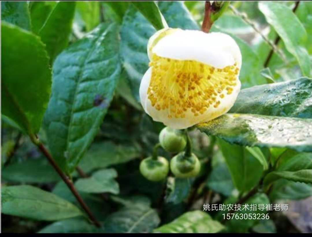 茶树烂根病,茶树一般会得什么病