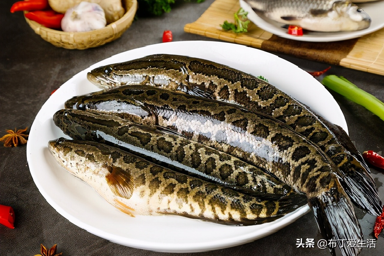 黑鱼如何切片教程,黑鱼怎样切片视频教程