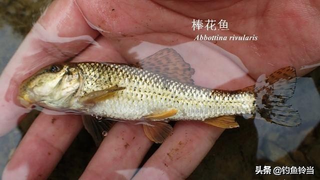 沙钻鱼的营养价值,淡水条纹石斑鱼营养价值