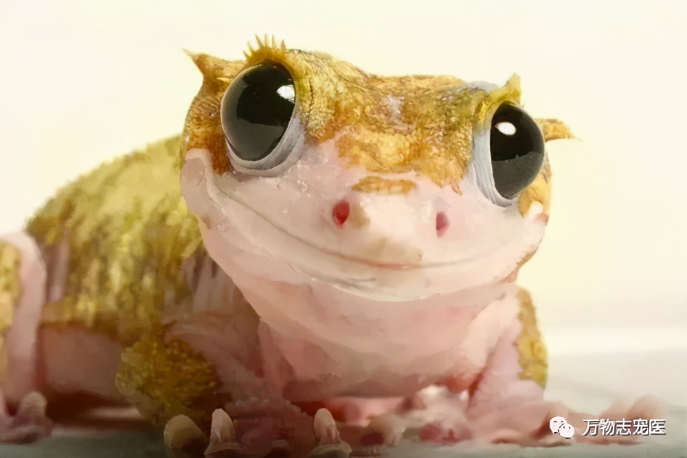 新宠到家,新宠到家注意事项