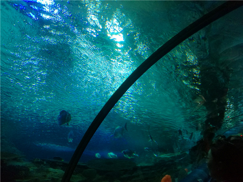 富国海底世界一日游,游富国海底世界