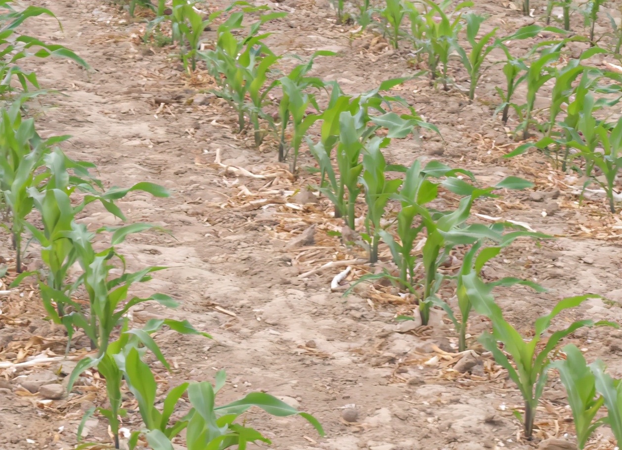 玉米缺苗怎么补种,玉米地里缺苗补种玉米还行吗