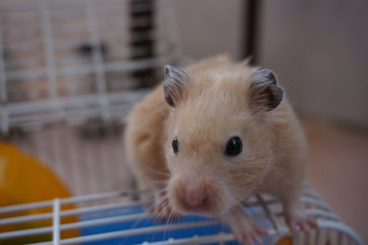 仓鼠拉稀怎么办用家里有的药,仓鼠拉稀和湿尾病怎么分辨