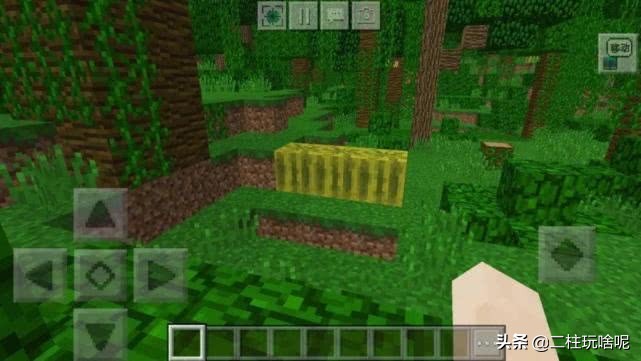 十大珍稀植物排行榜,中国十大珍稀植物排名