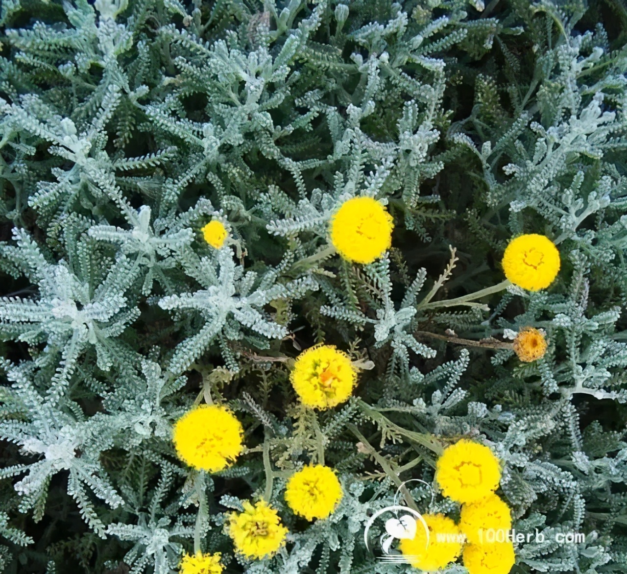 观花草本植物推荐,最具观赏性的观叶植物