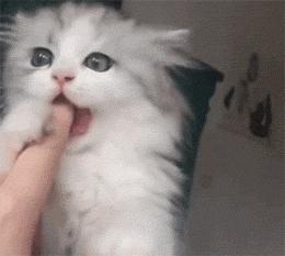 猫咪舔这些地方，就要注意了，它是有话要对你说