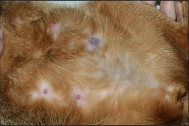 猫宫蓄脓什么症状,猫治疗乳腺炎吃什么药