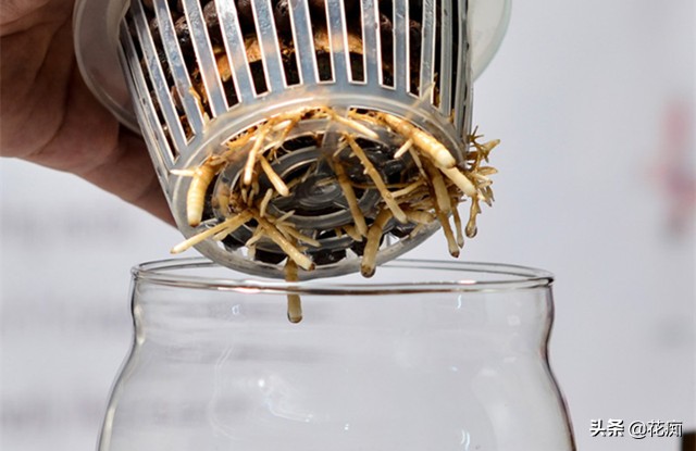 烂根的发财树用盐水可以消毒吗,烂根发财树