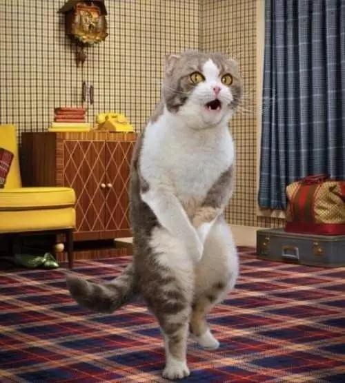 猫咪乱尿怎么除臭,猫咪往床上尿尿了买什么除臭