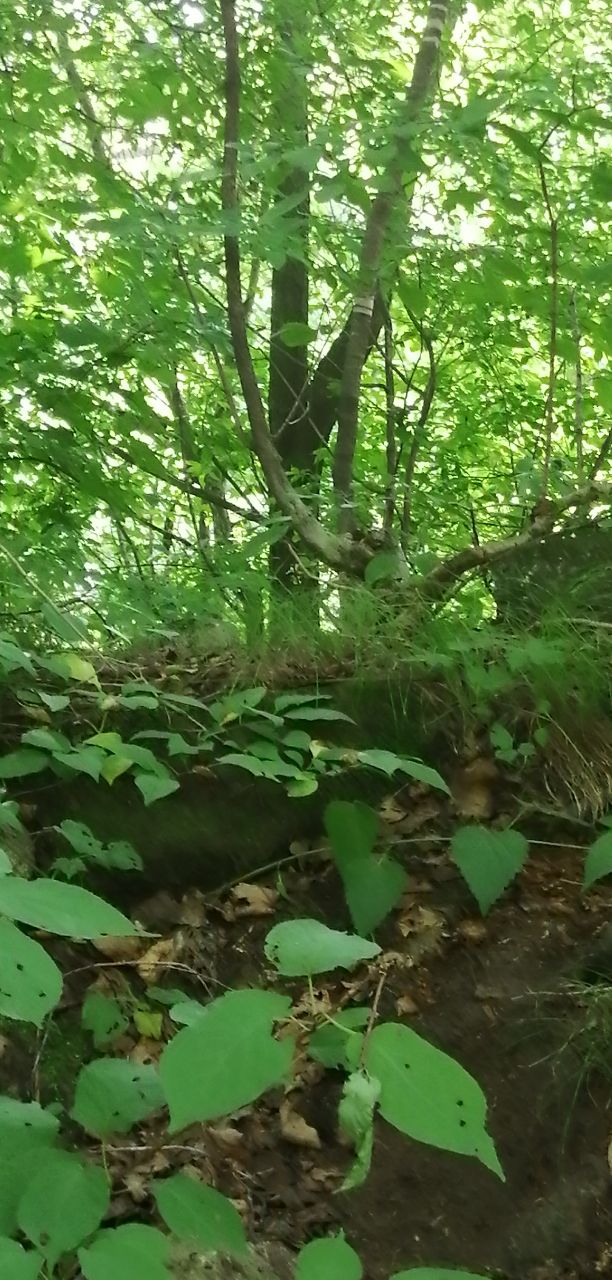蛟河天岗太平山庄,蛟河太平山庄