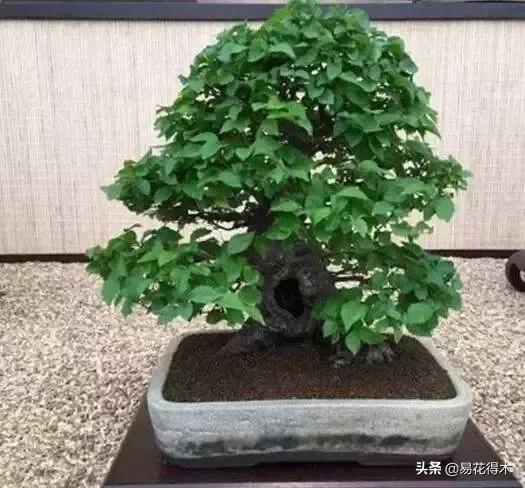 千金榆鹅耳枥盆景,千金榆和鹅耳枥苗