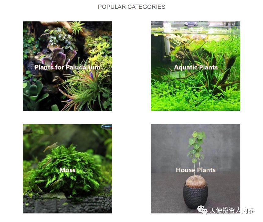 「我是创始人」034:凡高@跨境动植物电商MyHomeNature