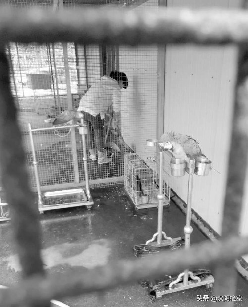 被没收的野生动物怎么处理,被没收的野生动物