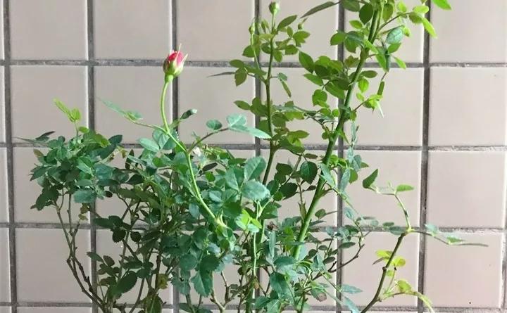 养花的虫害分类及防治,养花如何预防虫害视频教程