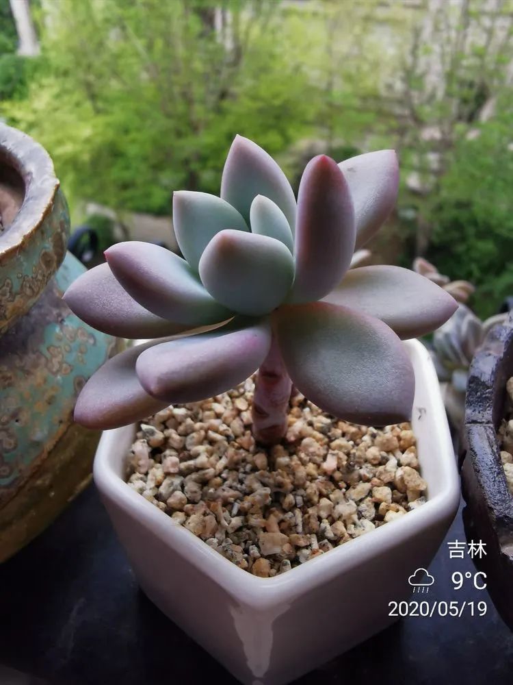 养多肉的人生感悟,人生如同养花