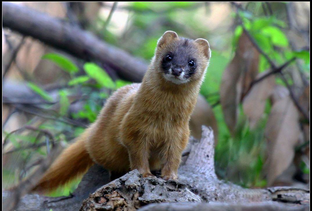 曼陀罗-植物界的美杜莎，她可以随意观赏，但请勿展现吃货本性