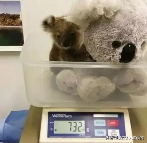 熊猫称完体重后自闭,当熊猫称完体重自闭