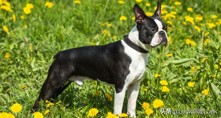 老年人适合养什么小型犬,适合家庭的十大犬种