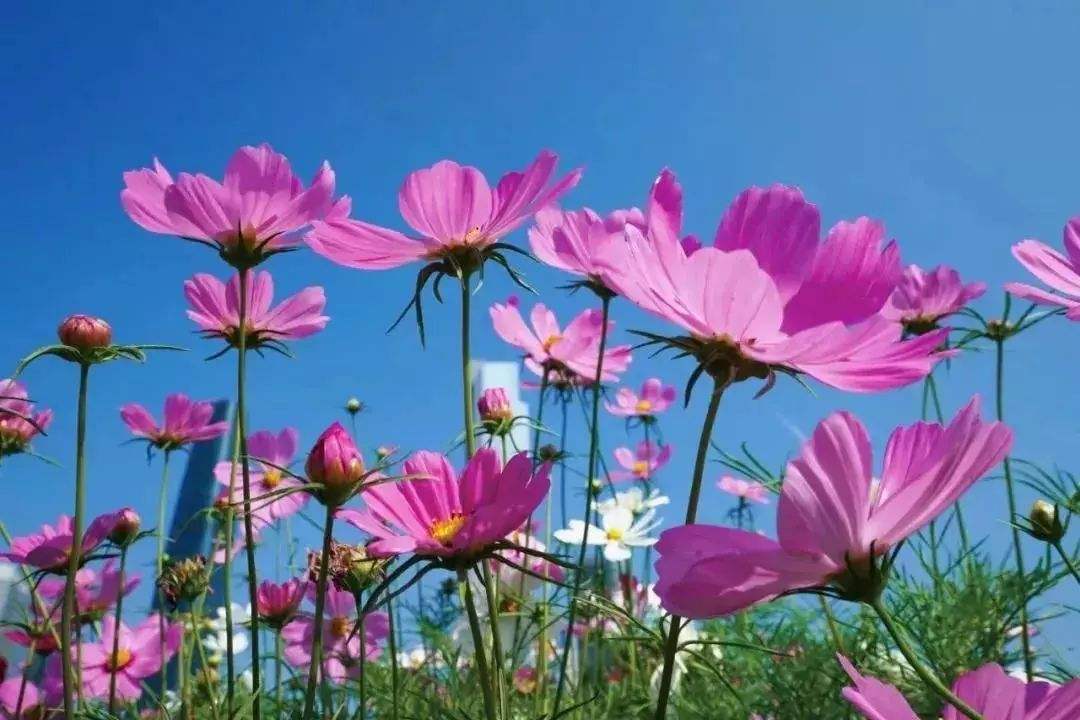 人品很重要也是好运气,好运气积攒的人品