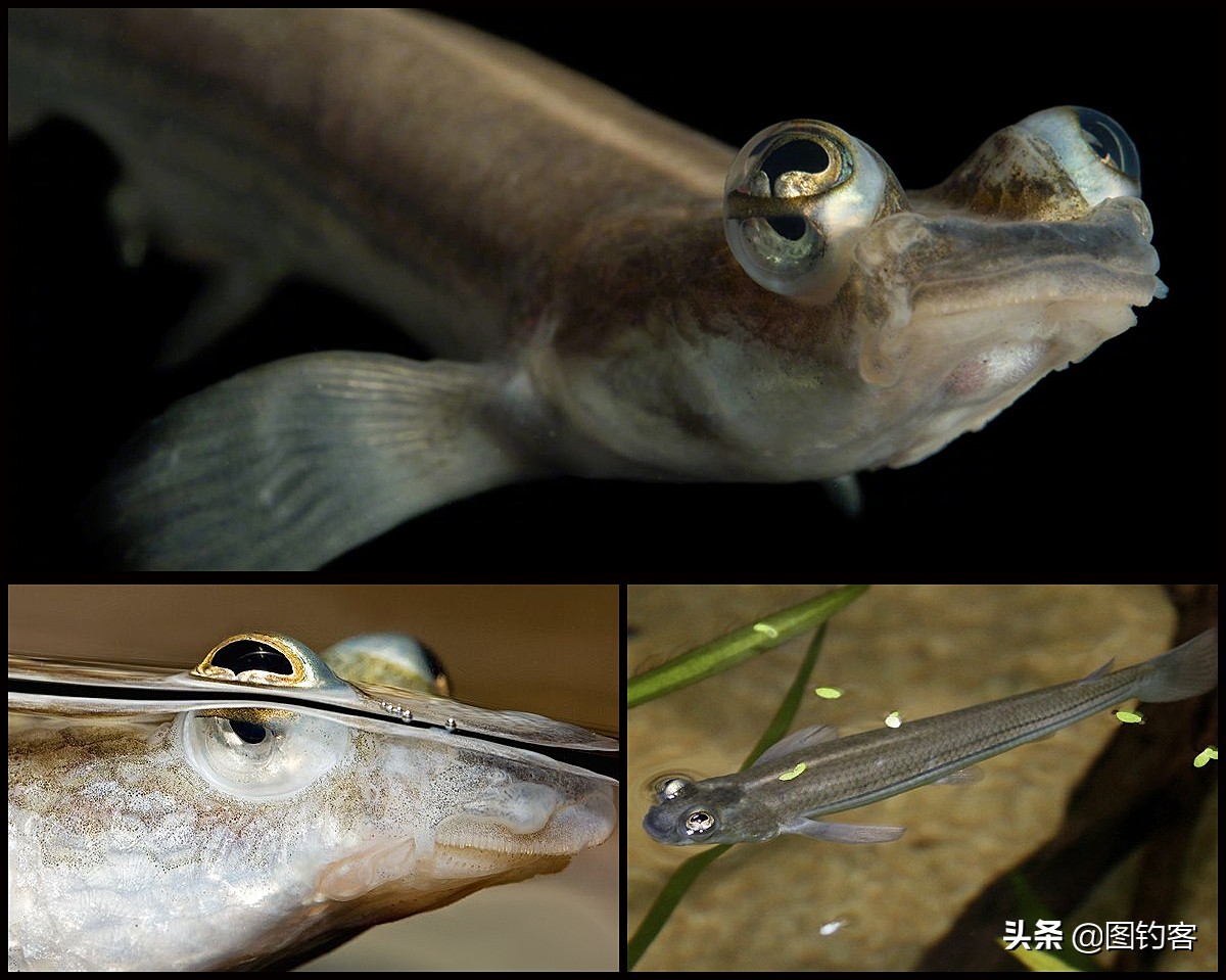 “口眼耳鼻鳃”|鱼类索饵捕食不止靠五官,还掌握生物脉冲技术