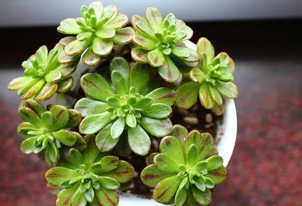 怎么挑多肉,最不易徒长的多肉排名