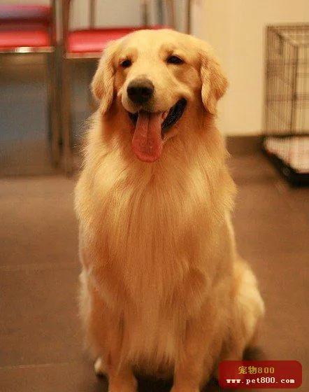 世界公认狗排名,世界名狗排名