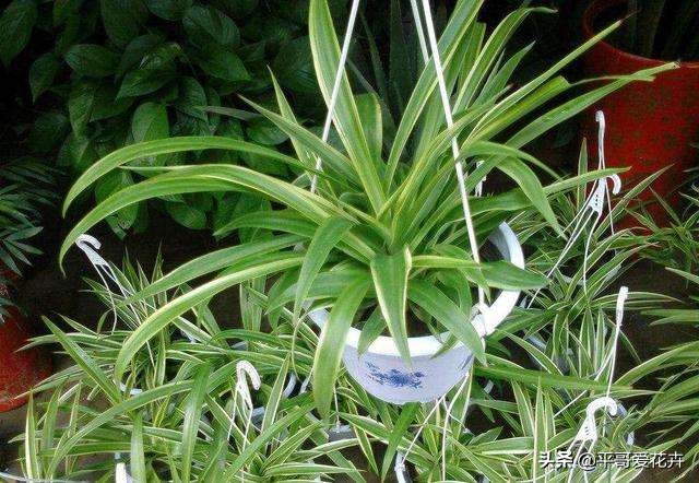 绿萝发财树怎么养才不烂根,吊兰绿萝浇水的正确方法