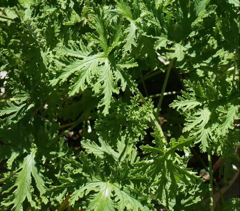 蔬菜沙拉可以用哪些酱料,蔬菜沙拉用的什么沙拉