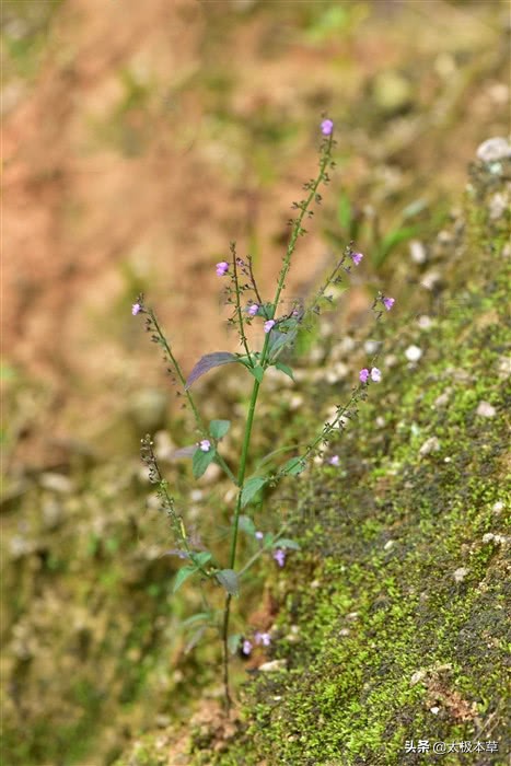 痱子草性寒吗,痱子草泡水喝清肺热吗