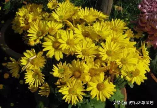 自驾游山东日照网红打卡旅游攻略,东夷花仙子美景