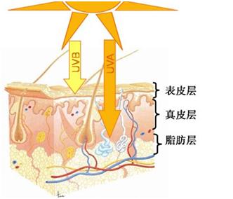 去皱纹轻松拥有好皮肤,皮肤皱纹多吃什么保养