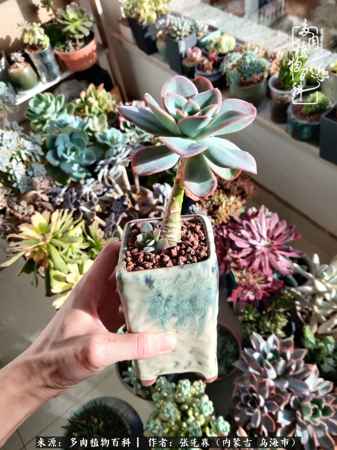 吸取教训，不断探索，英语老师的多肉碎碎念