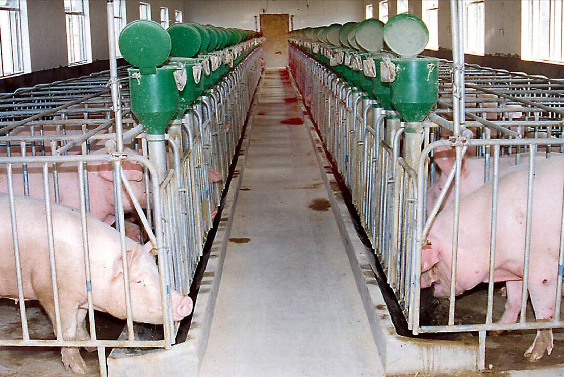 生猪养猪政策有哪些,生猪养殖最新政策