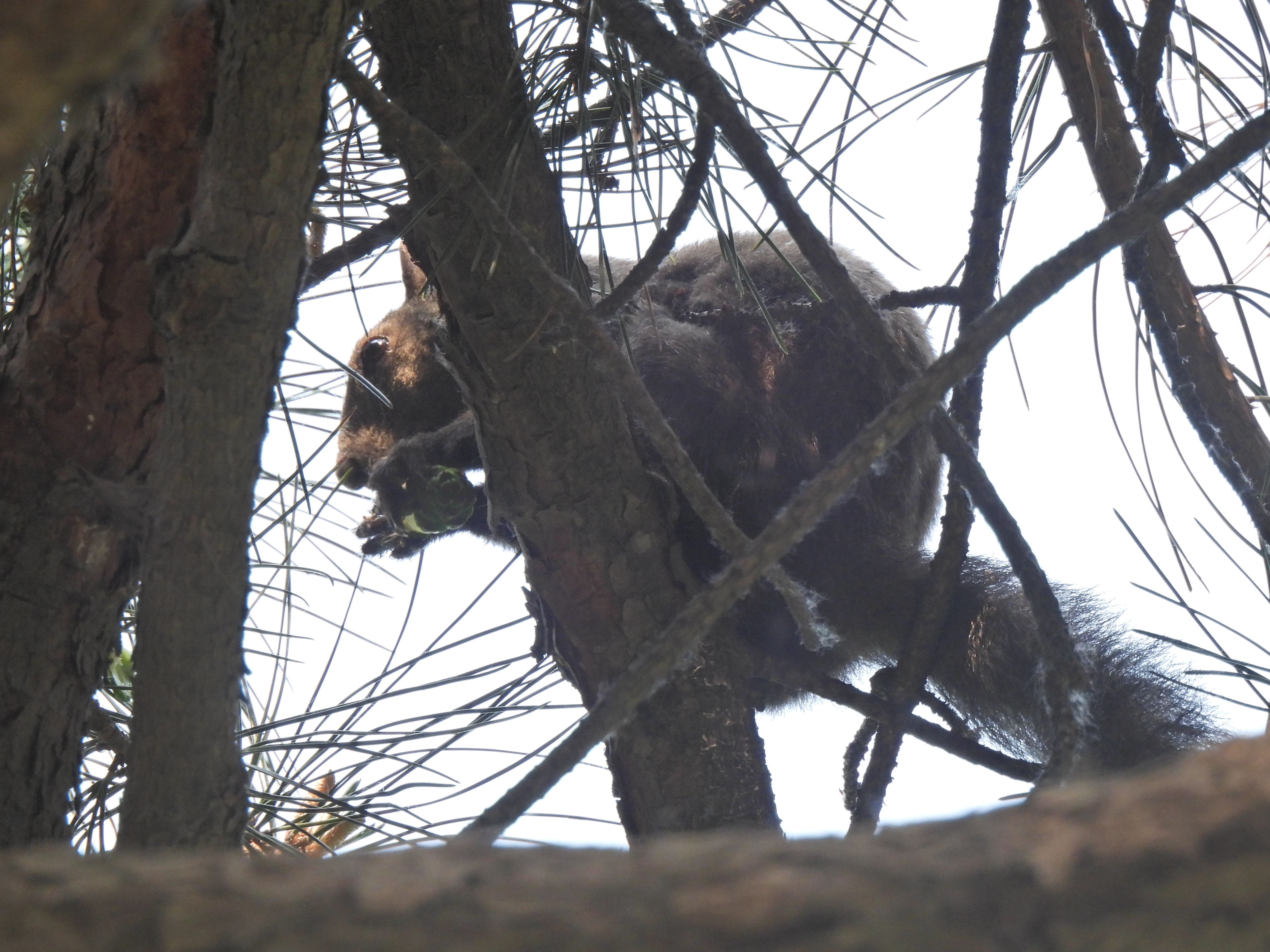 尼康p950长焦多少钱,尼康nikoncoolpixp950