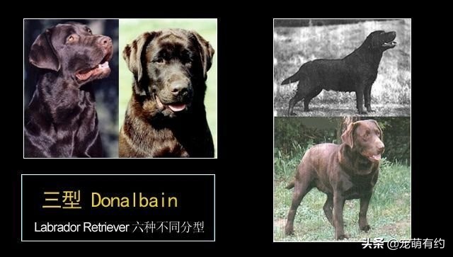 拉布拉多犬的习性和特点,拉布拉多犬的种类及标准
