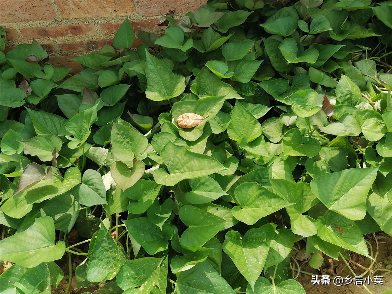 猪肉价格上涨怎么投资,猪肉价格低迷怎么养猪