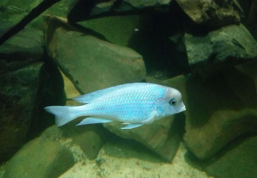 自己做大型水陆缸,在家自己打造一个沙漠缸