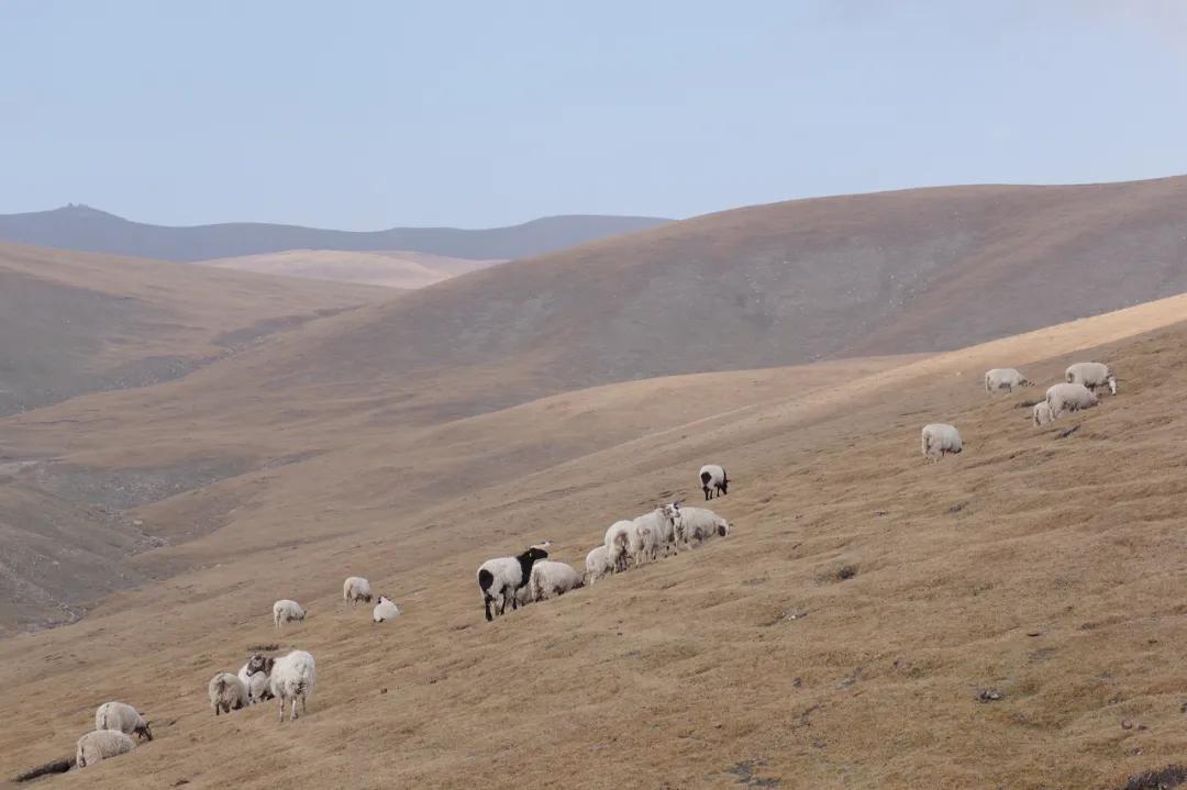 佛经里没有讲，草原上的女人不能搞直播