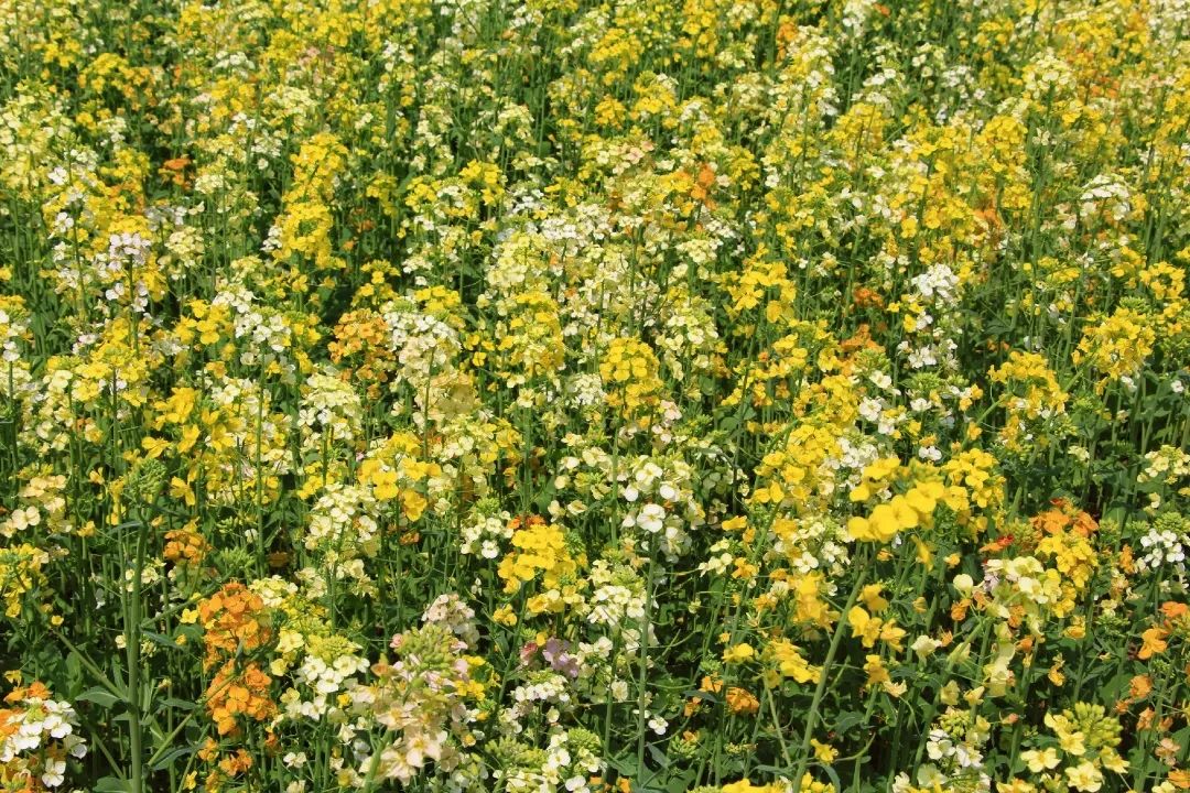 赏春图鉴丨赏花海、品清茶、尝美食...乌当百宜镇这条宝藏春游线路，就等你来打卡啦！