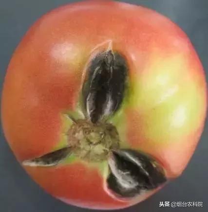番茄烂果专用药,番茄烂用什么药