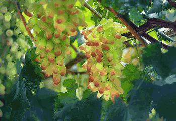 葡萄种类多吃哪种葡萄最好,怎样洗葡萄葡萄才会更好吃