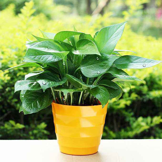 绿萝通用肥可以化成水来浇花吗,绿萝浇什么水施什么肥长得油绿