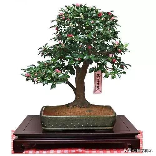 盆栽植物落叶是怎么回事,盆栽植物出现黄叶怎么处理