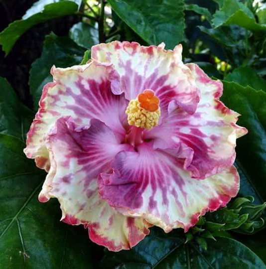 扶桑花叶黄花苞脱落怎么回事,刚买一个星期的花叶子全掉了