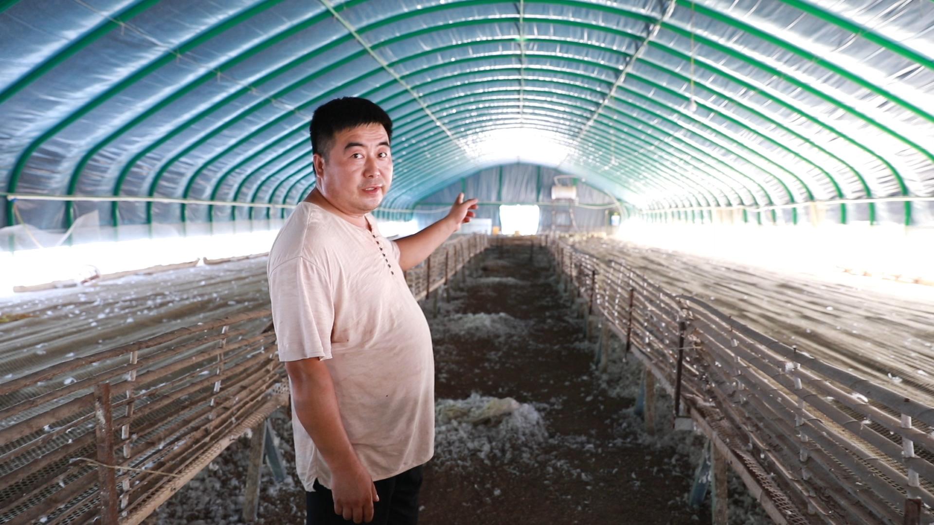 怎样预防鹅苗生病,夏天育雏鹅苗怎么降温