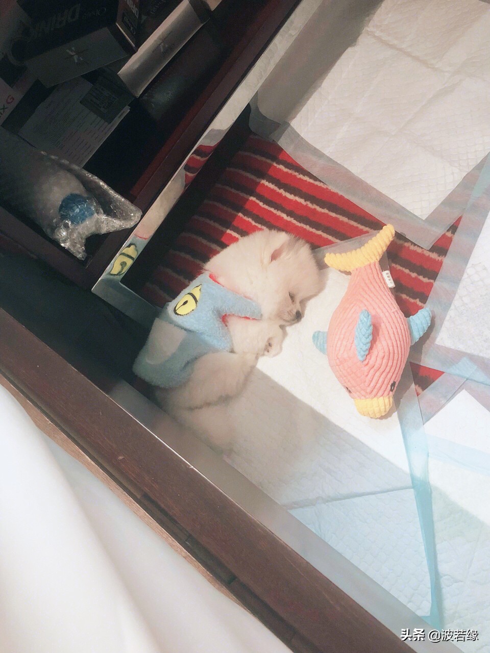 狗狗修毛的视频大全,给狗狗修毛的视频教程