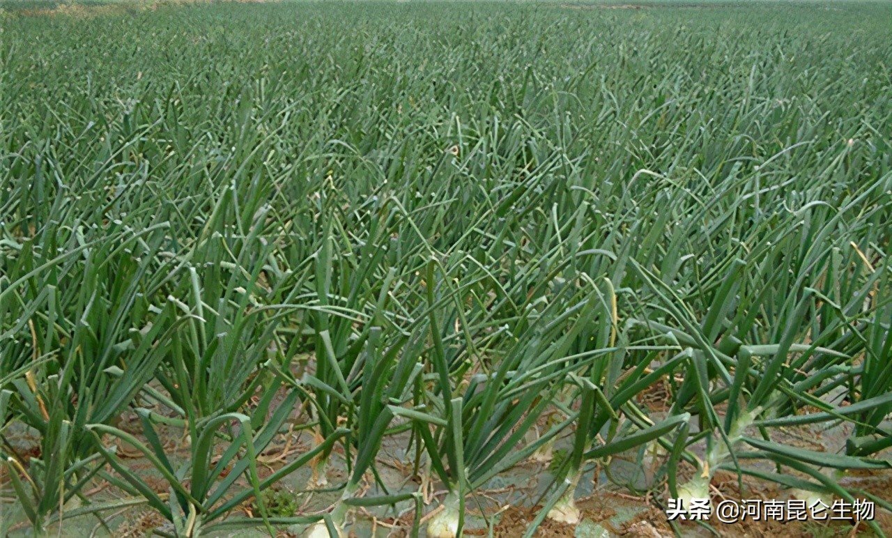 洋葱死苗烂根,洋葱烂根怎么治疗