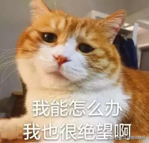 如何防止猫咪在床上乱拉乱尿,猫咪已经绝育喜欢乱尿怎么办